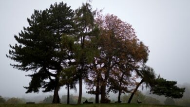 Photo of DC awards Community Forestry Cost-Share Grant to Joplin