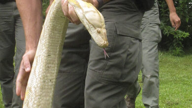 Photo of Massive python found in Oklahoma neighborhood