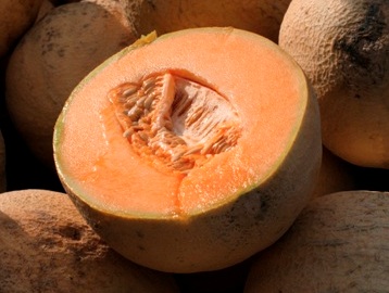 Cantaloupe Salmonella