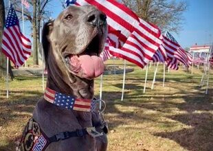 Photo of Fort Leonard Wood canine named America’s 2023 Hero Dog