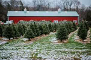 Photo of Celebrating Christmas Tree Month in Missouri  