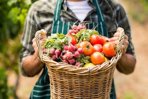 Mid Section Of Farmer Holding A Basket Of Vegetables In The Vineyard