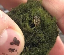 Photo of MDC warns moss balls containing invasive zebra mussels could be distributed in Missouri