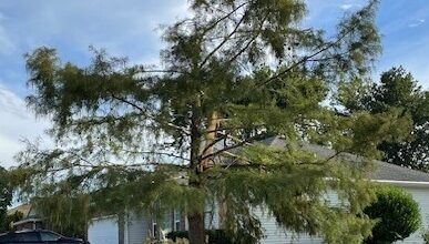 Photo of Lightning splits tree, breaks window Thursday morning in Joplin