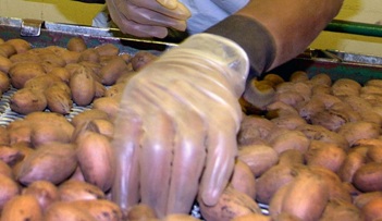 Photo of Oklahoma celebrates its pecans