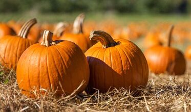 Photo of How to preserve pumpkins this fall