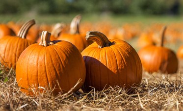 Pumpkin Banner