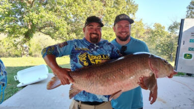 Photo of New state record black buffalo fish caught from Stockton Lake