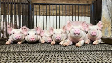 Photo of Governor Mike Parson Proclaims October as Pork Month in Missouri 