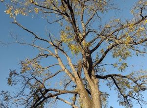 Photo of Beware of a scary threat: Zombie trees