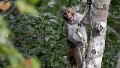 Photo of 43 monkeys bred for medical research escape compound in South Carolina