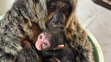 Photo of Saki monkeys at Dickerson Park Zoo become first-time parents