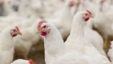 Photo of Poultry and waterfowl auctions, shows and swap meets suspended due to Avian Influenza